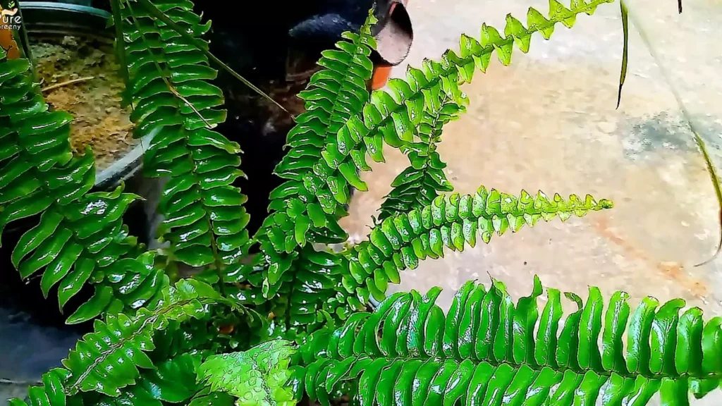Boston Fern Leaves