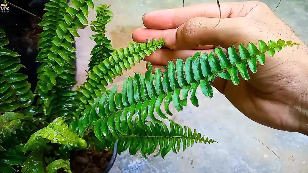 Boston Fern Green leaves
