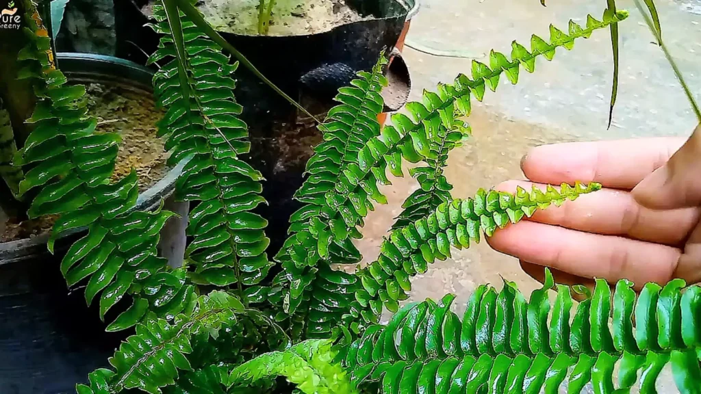 Boston Fern Leaves