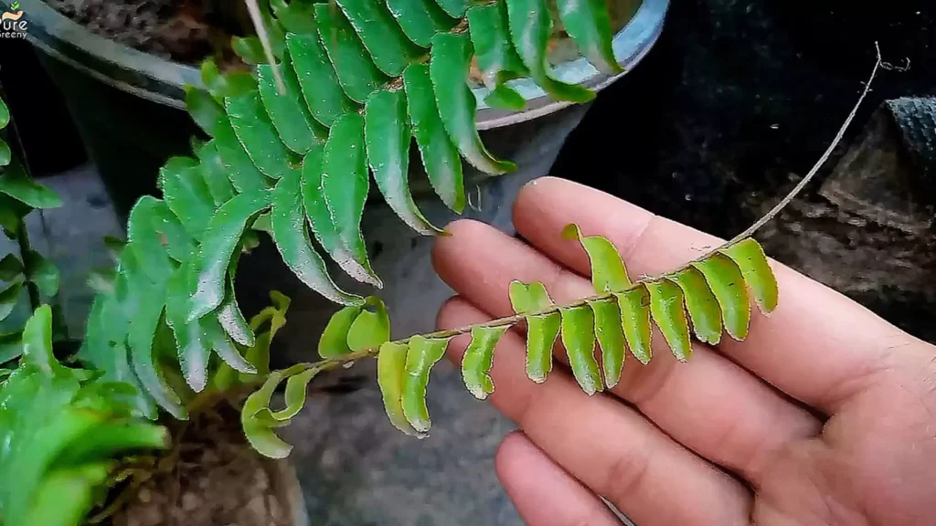 Yellow leaves On Boston Fern
