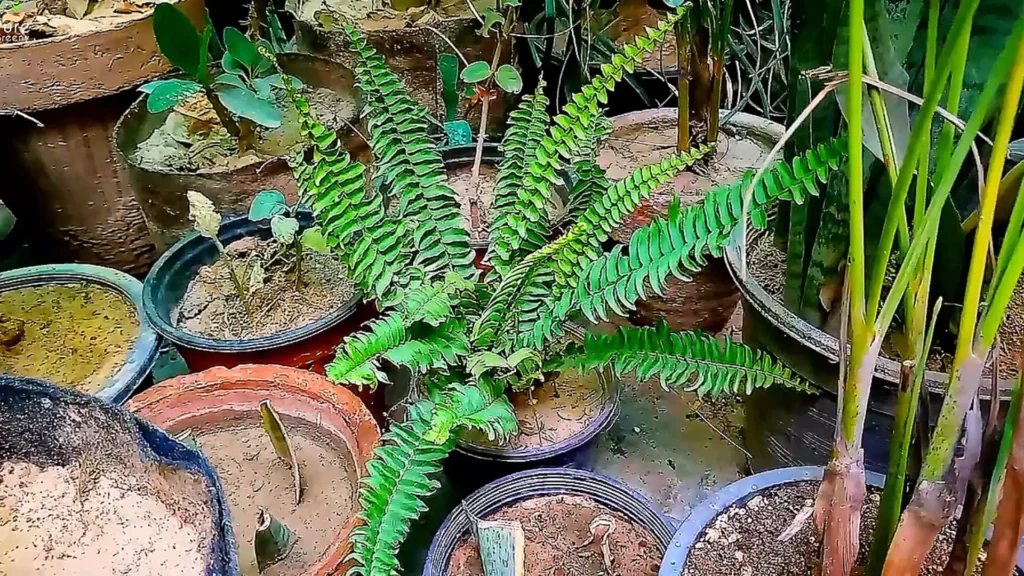Boston Fern Plant