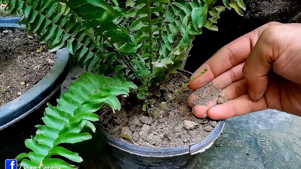 Soil of Boston Fern