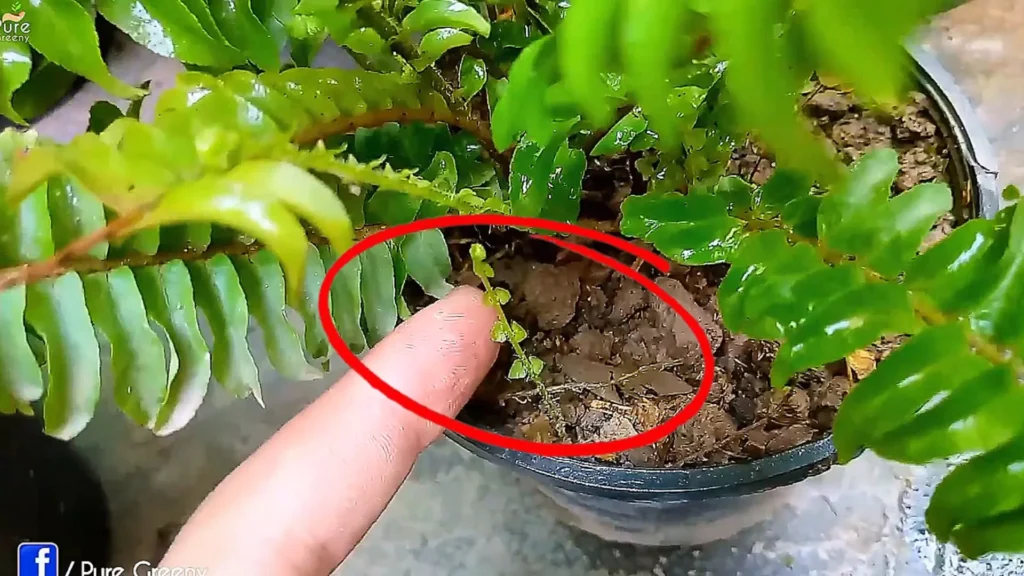 New baby Pup of Boston Fern