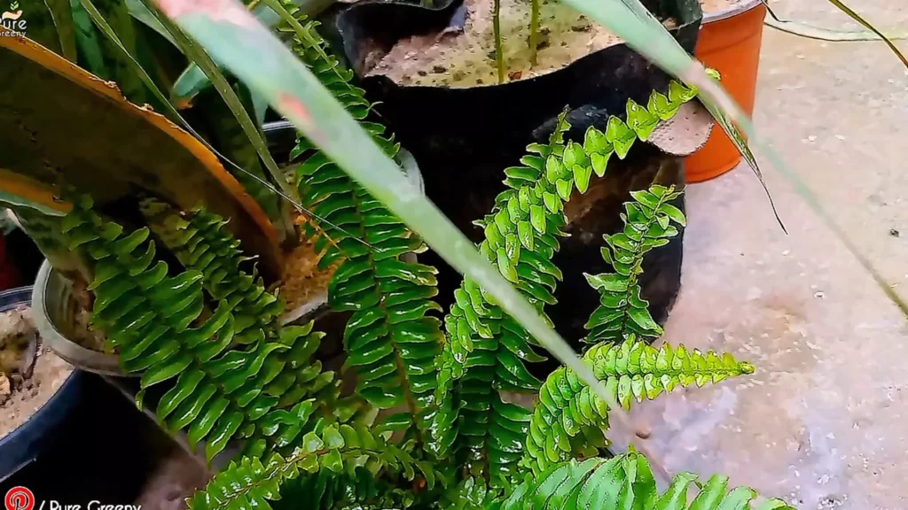 Boston Fern New Growth