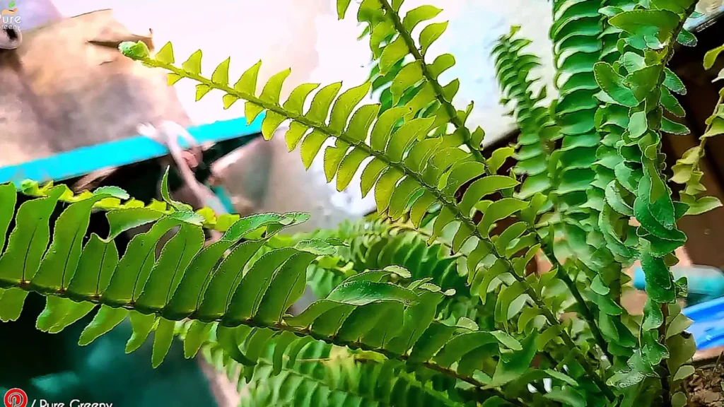 Boston Fern Green leaves