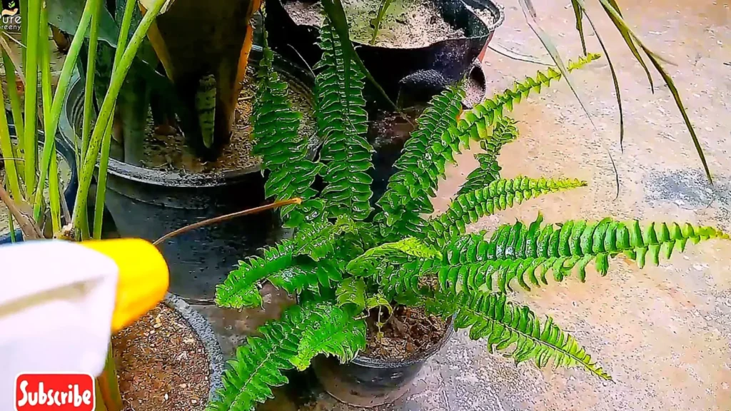 Spraying Boston Fern Plant