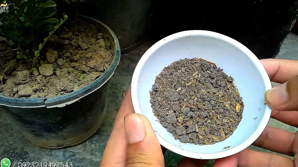 Fertilizing Boston Fern