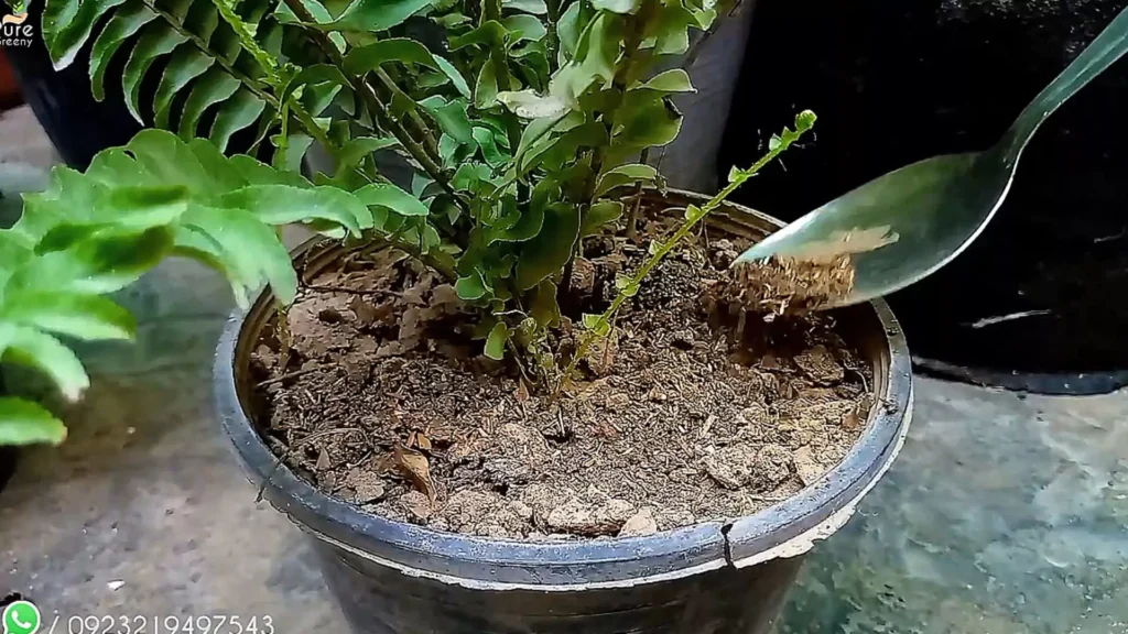 Fertilizing Boston Fern