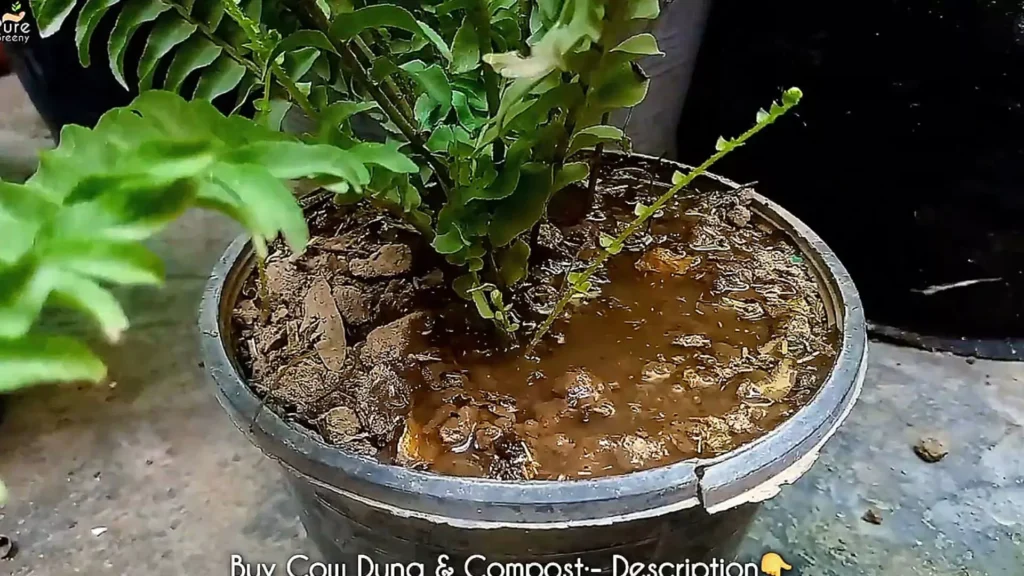 Fertilizing Boston Fern