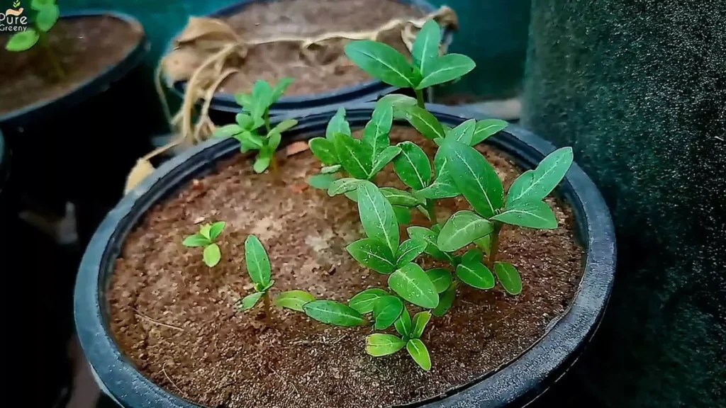 Vinca Seedlings