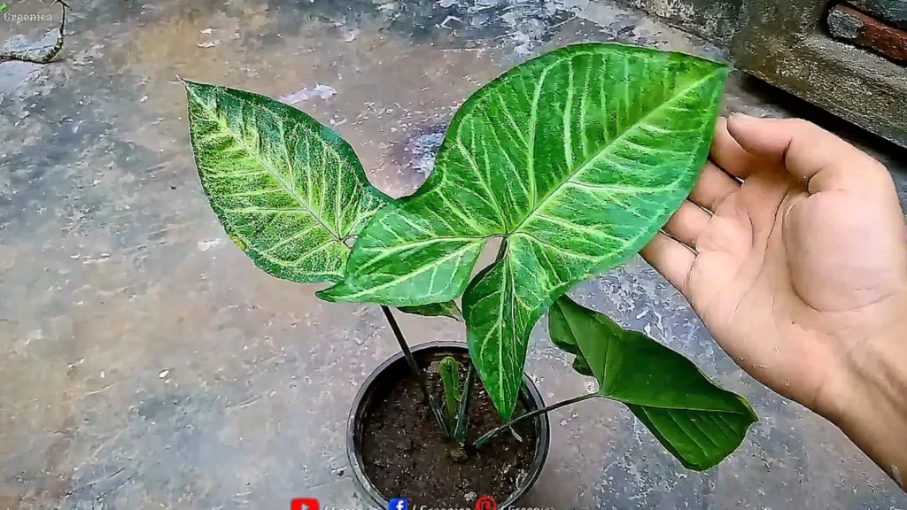 Syngonium Leaf
