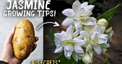 6 SECRET Jasmine Plant Growing Tips, For Max Flowering!