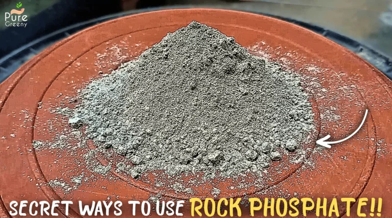 Hidden BENEFITS Of Rock Phosphate, & The Right Way To Get Them!