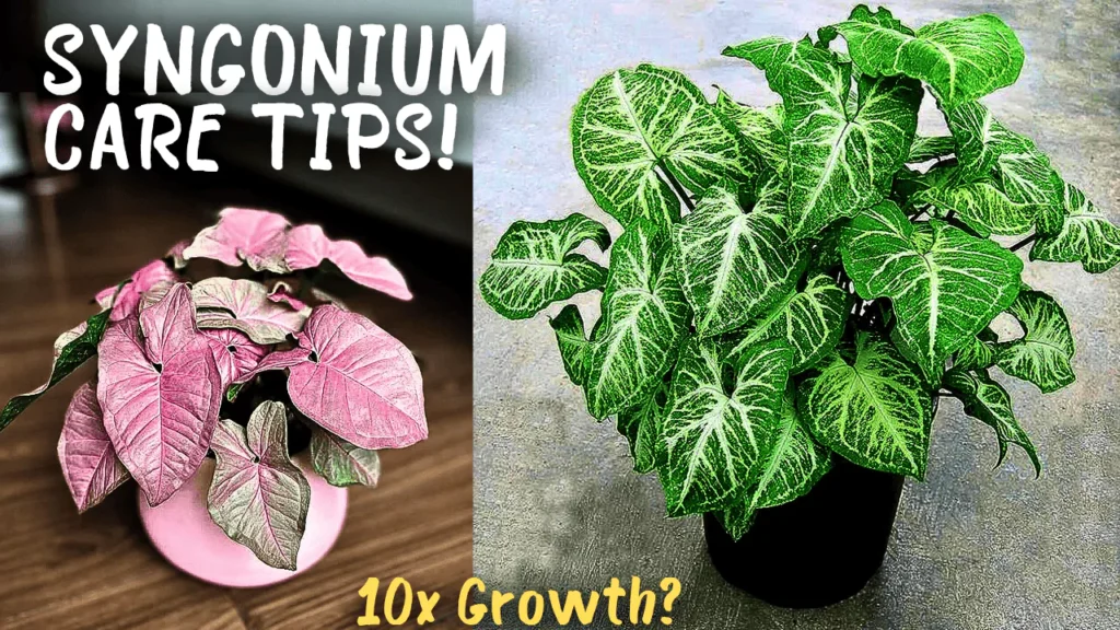 7 GROWTH HACKS: Syngonium Plant Care Tips!