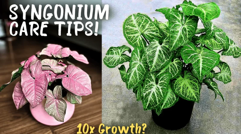 7 GROWTH HACKS: Syngonium Plant Care Tips!