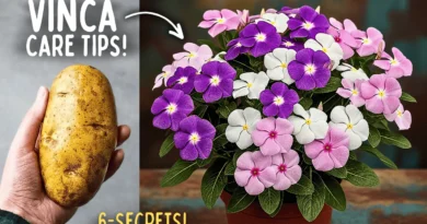Vinca Plant Care SECRETS!