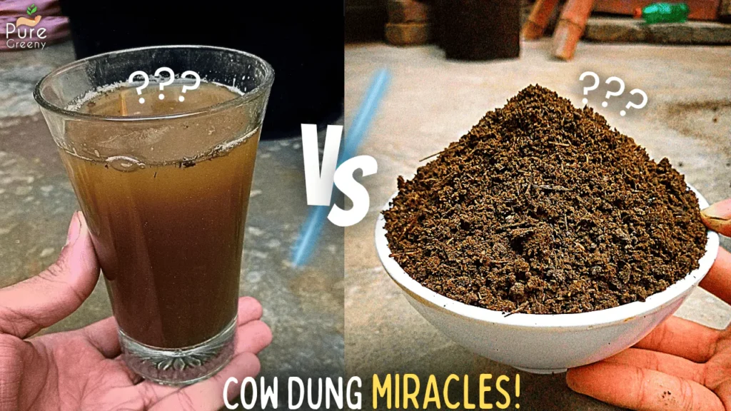 How To Safely Use Cow Dung For Plants? (3-SECRET WAYs)