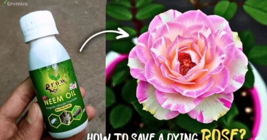 How To Save a Dying Rose Plant? Causes & Cures!