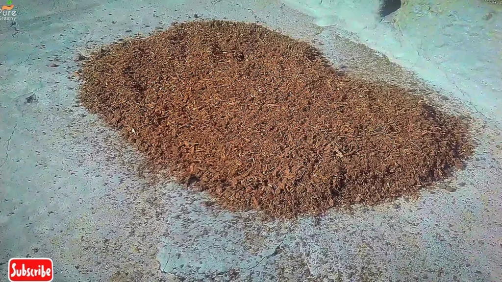 Drying Cow dung in sun
