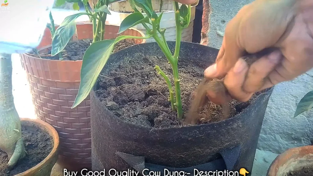 Adding Cow dung To The Soil