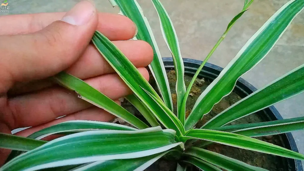 Spider Plant New Growth