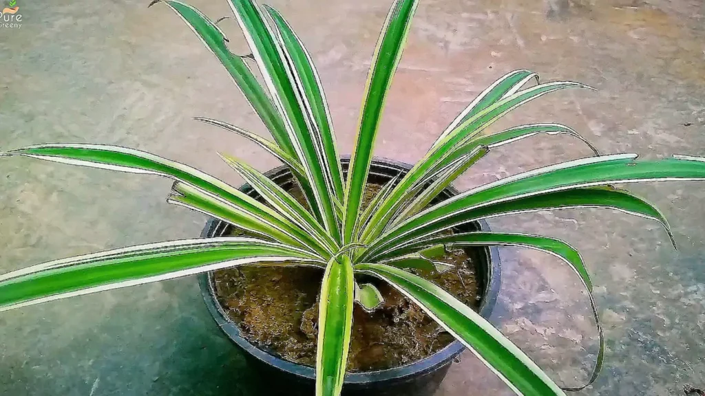 Spider Plant