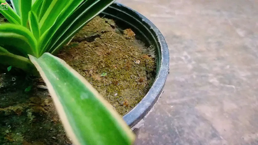 Soil of Spider Plant