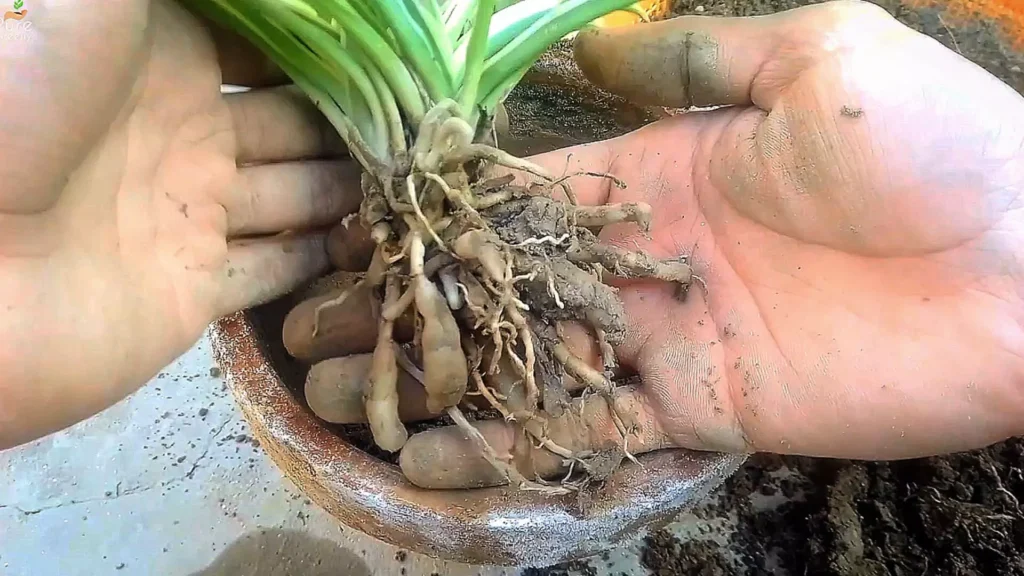Tubers of Spider Plant