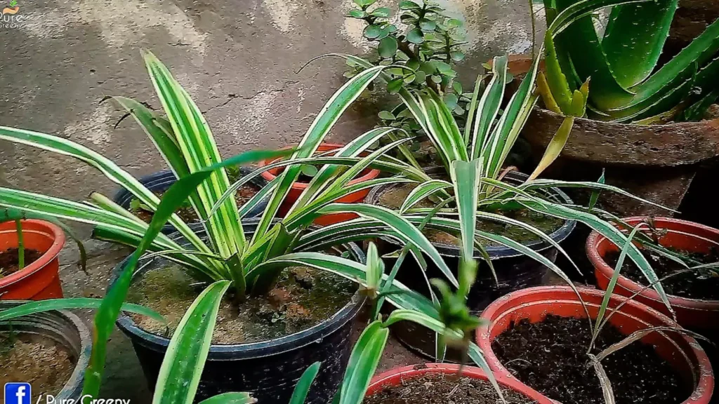 Spider Plants