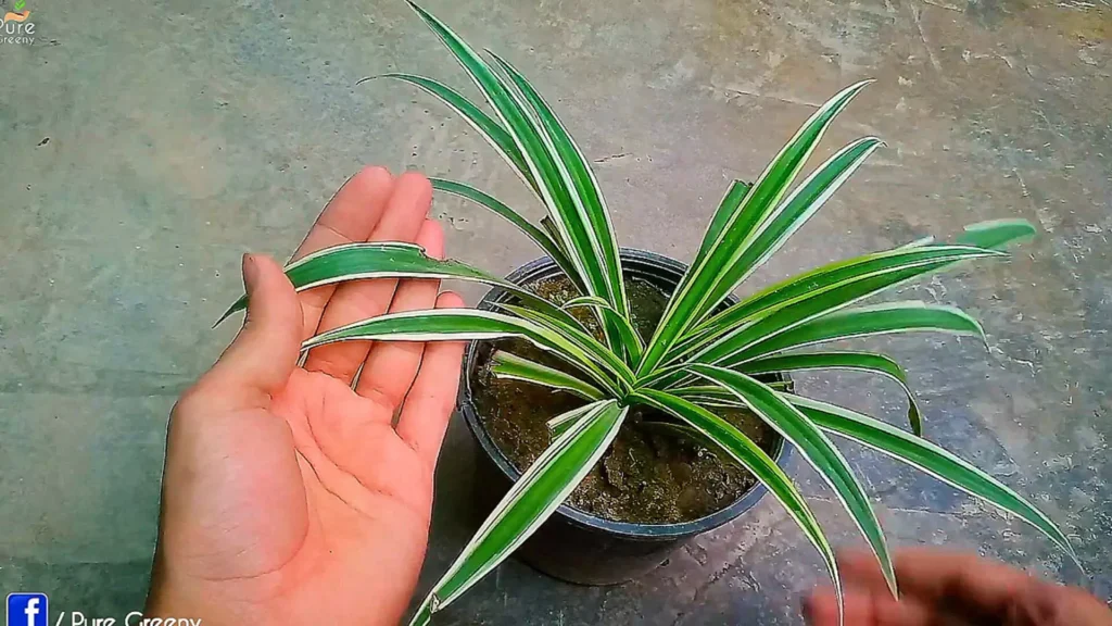 Spider Plant in a pot