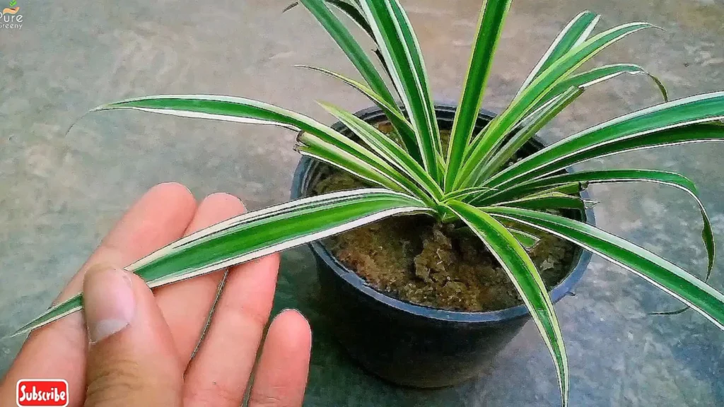 Spider Plant