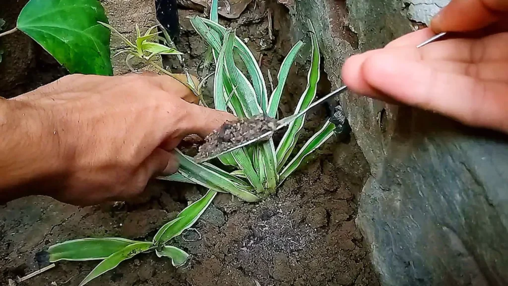 Fertilizing Spider Plant