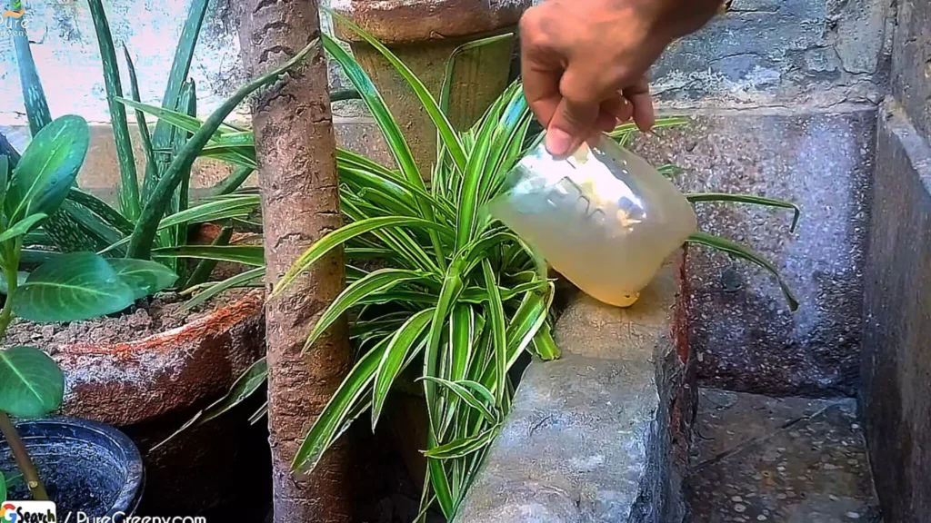 Fertilizing Spider Plant