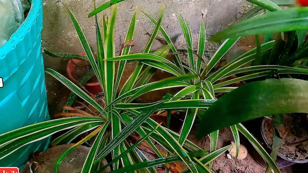 Spider Plants