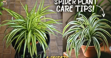 Spider plant Care Tips For max Growth! (6-Tricks)