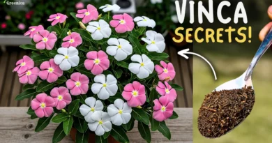 How to Get Max Flowers On Vinca Plant? (SECRET CARE TIPS)