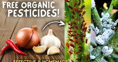 5 Natural Kitchen Based Pesticides For Vegetable Plants! (All Organic)