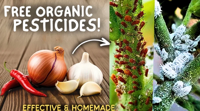 5 Natural Kitchen Based Pesticides For Vegetable Plants! (All Organic)