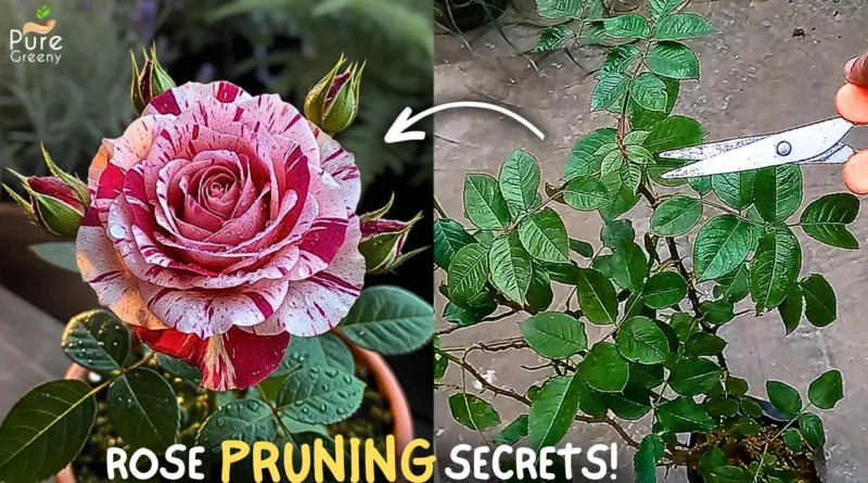 A Comprehensive Guide On Rose Plant Pruning! (DO & DON'TS)