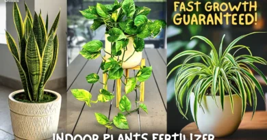 How To Make The BEST EVER Fertilizer For Indoor House Plants? (Cheap & Organic)