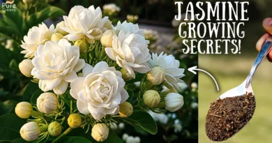 Top 5 Jasmine Plant Growing Tips For Max Growth & Blooming!
