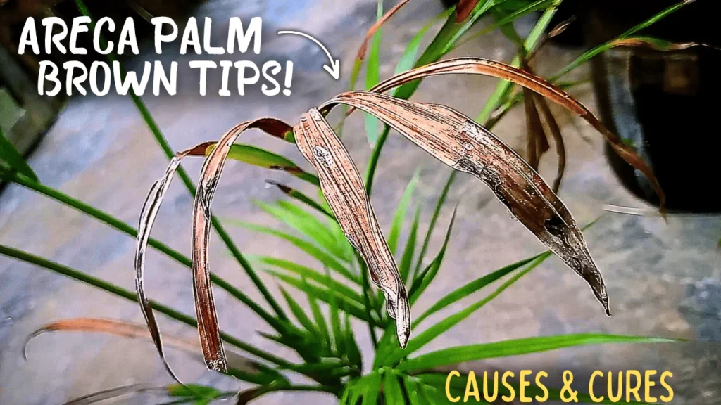 Areca Palm Brown Tips - Causes & Their Fixes!