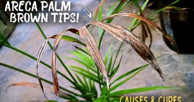 Areca Palm Brown Tips - Causes & Their Fixes!