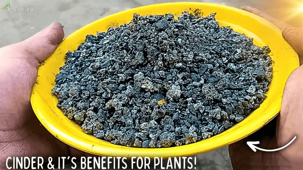 What is Cinder? How To Use It & What Are It's Benefit For Plant?