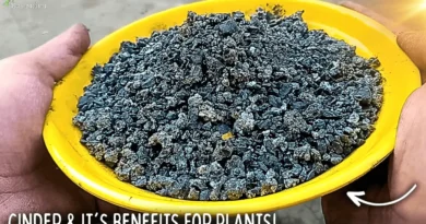 What is Cinder? How To Use It & What Are It's Benefit For Plant?