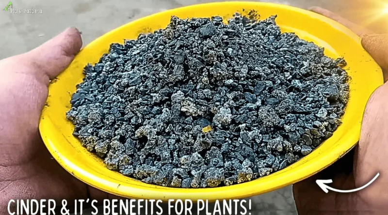 What is Cinder? How To Use It & What Are It's Benefit For Plant?