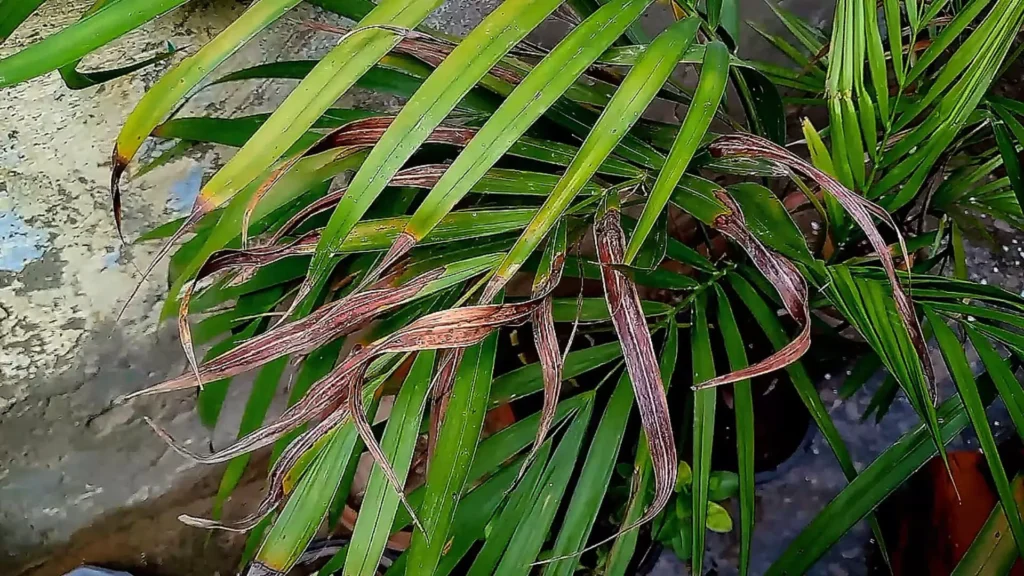 Brown Leaves of Areca Palm