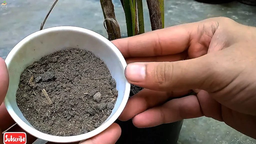 Fertilizer For Areca Palm