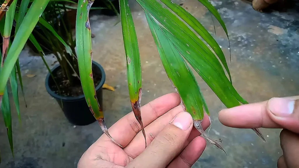Areca Brown Tips