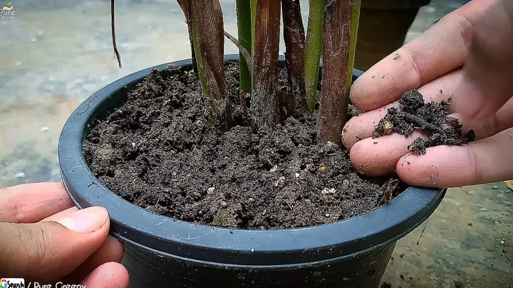 Soil Media of Areca palm